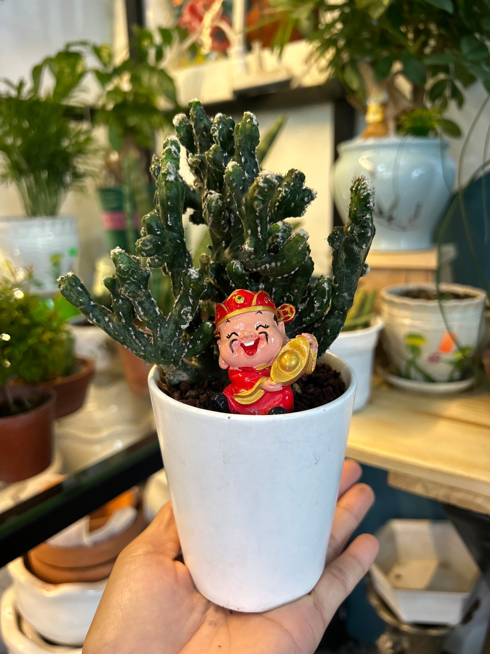 Danh mục Xương rồng