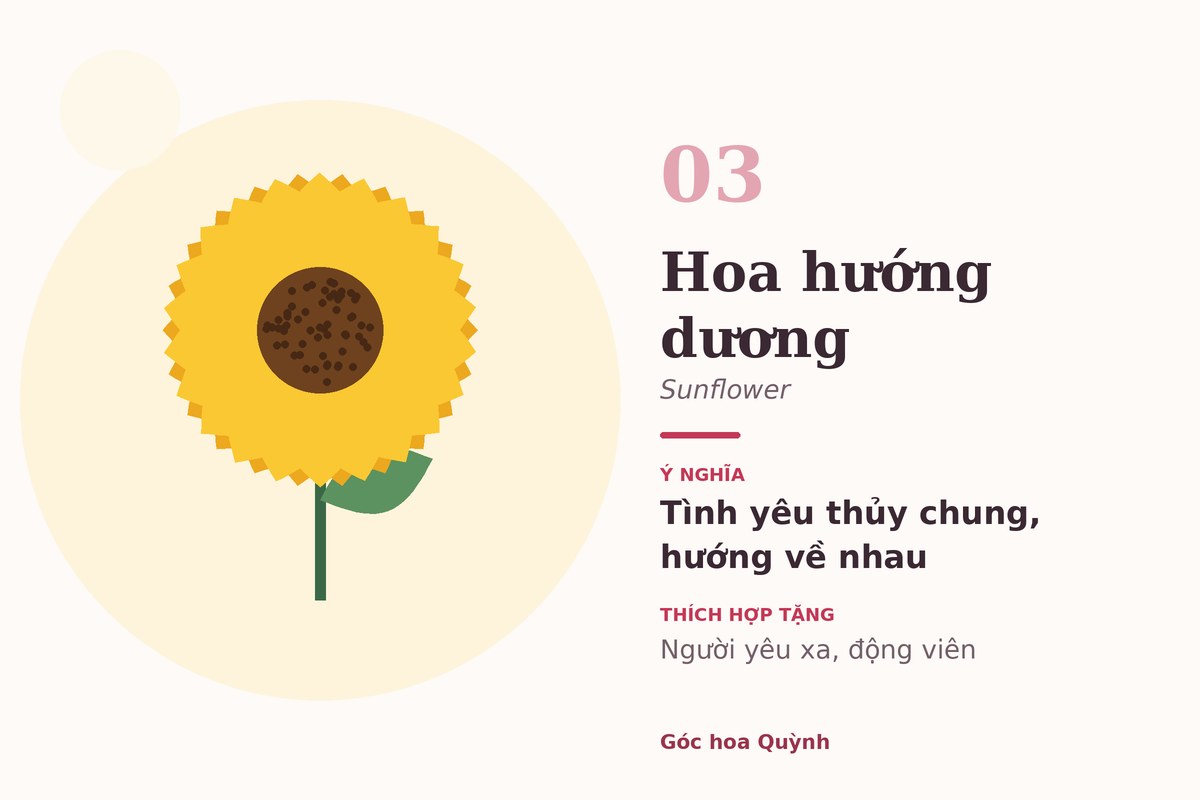 Hoa hướng dương – ý nghĩa tình yêu thủy chung, luôn hướng về nhau
