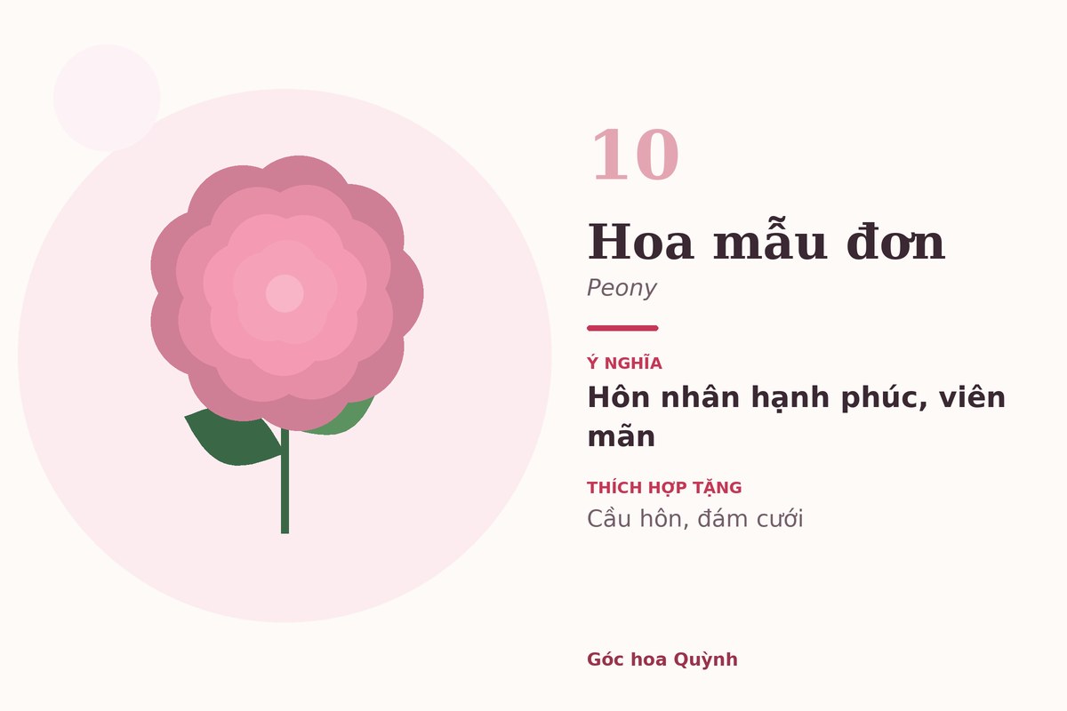 Hoa mẫu đơn hồng – ý nghĩa hôn nhân hạnh phúc, viên mãn