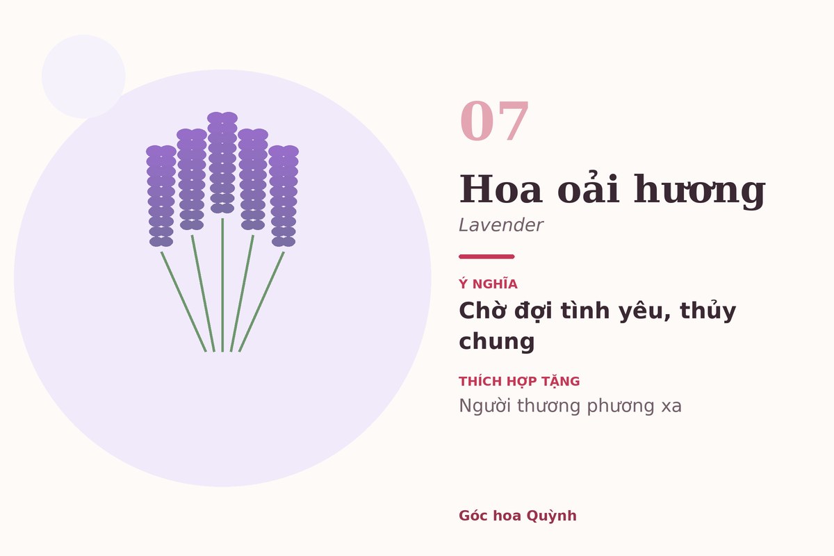 Hoa oải hương (lavender) – ý nghĩa sự chờ đợi và thủy chung trong tình yêu